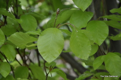 Fagus sylvatica Dawyckii Gold — photo 5